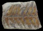 Pecopteris Fern Fossil (Pos/Neg) - Mazon Creek #68417-2